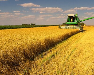 Italia, addio crescita: grano, mais e olio vegetale: perché è condannata al pantano