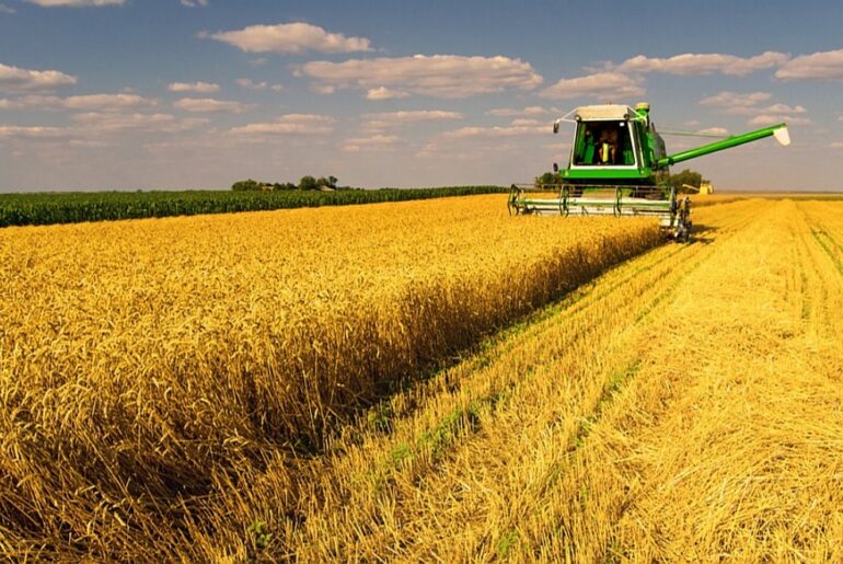 Italia, addio crescita: grano, mais e olio vegetale: perché è condannata al pantano